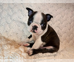 AKC Hemlock - Male Boston Terrier Puppy for Sale - Small photo