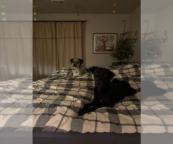 Medium Photo #2 Mutt Puppy For Sale in Salt Lake City, UT, USA