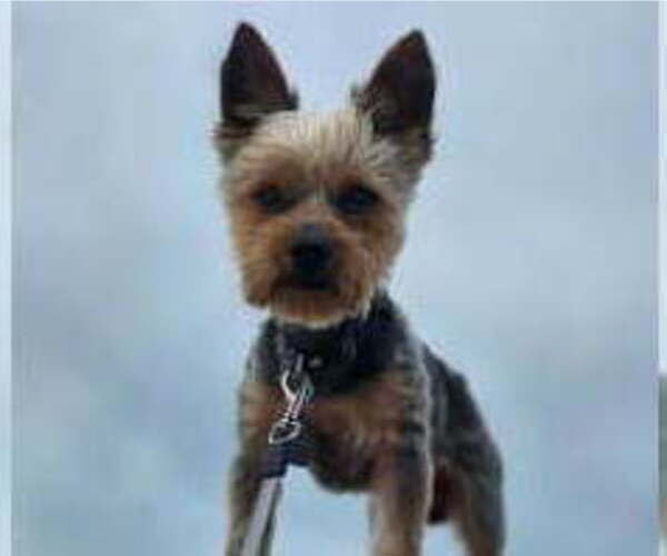 Medium Photo #1 Yorkshire Terrier Puppy For Sale in NILES, MI, USA