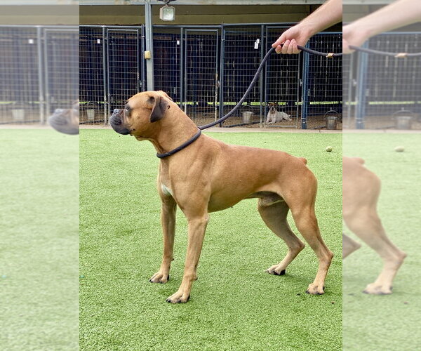 Medium Photo #3 Boxer Puppy For Sale in Austin, TX, USA