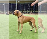 Small #2 Boxer