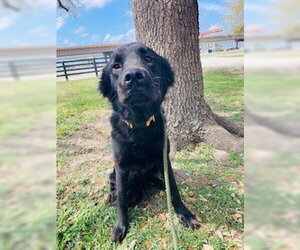 Mutt Dogs for adoption in Frisco, CO, USA