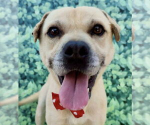 Mutt Dogs for adoption in Dana Point, CA, USA