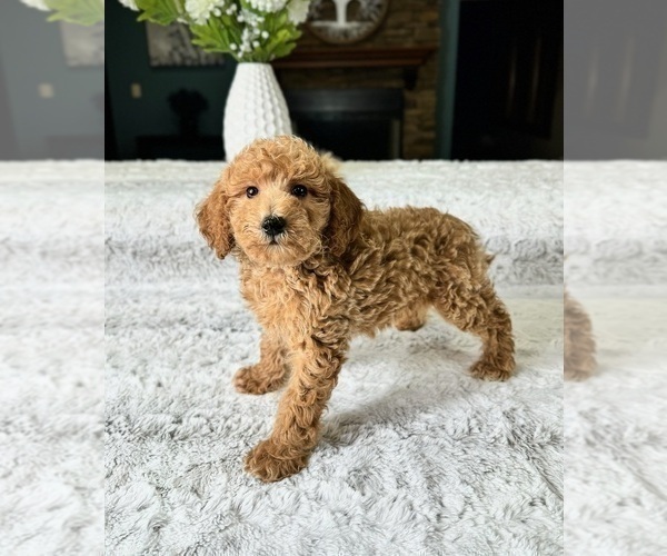 Medium Photo #2 Goldendoodle (Miniature) Puppy For Sale in GREENFIELD, IN, USA
