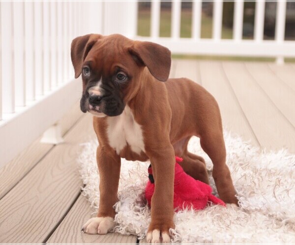 Medium Photo #4 Boxer Puppy For Sale in SHIPSHEWANA, IN, USA