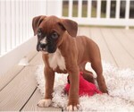 Small #3 Boxer