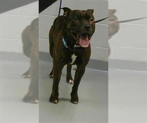 American Pit Bull Terrier-Maltese Mix Dogs for adoption in St. Cloud, FL, USA