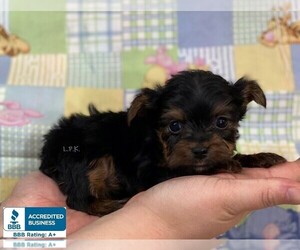 Yorkshire Terrier Puppy for sale in WINNSBORO, LA, USA