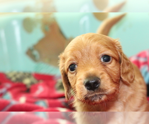 Medium Photo #5 Dachshund Puppy For Sale in RIALTO, CA, USA