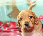 Small Photo #5 Dachshund Puppy For Sale in RIALTO, CA, USA