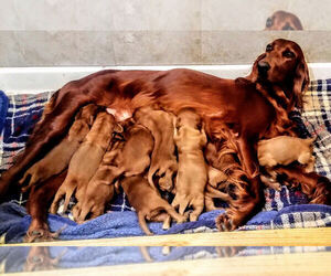 Mother of the Irish Setter puppies born on 06/12/2020
