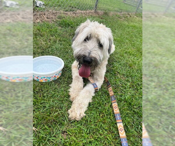 Medium Photo #1 - Mix Puppy For Sale in Tarrytown, GA, USA