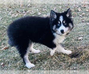 Pomsky Puppy for sale in KENOSHA, WI, USA