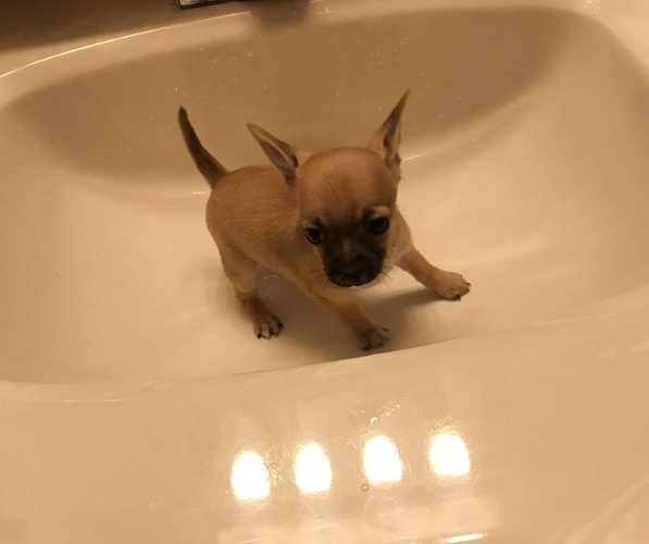 Medium Photo #1 Chihuahua Puppy For Sale in FAYETTEVILLE, NC, USA