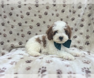 Cavapoo Puppy for sale in LAKELAND, FL, USA