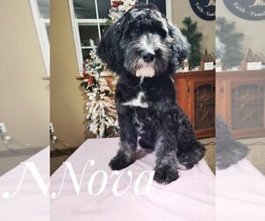 Sheepadoodle Dogs for adoption in GOLDEN CITY, MO, USA