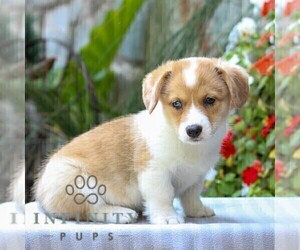 Pembroke Welsh Corgi Puppy for sale in EAST EARL, PA, USA