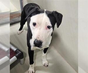 Mutt Dogs for adoption in Bakersfield, CA, USA