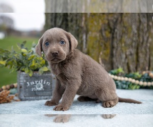 Medium Labrador Retriever