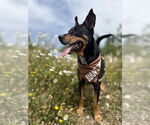 Small #1 Mutt
