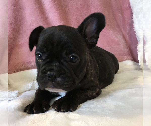 Medium Photo #12 French Bulldog Puppy For Sale in CHARLESTON, SC, USA