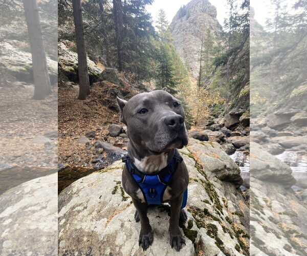 Medium Photo #1 American Pit Bull Terrier-Unknown Mix Puppy For Sale in Fort Collins, CO, USA