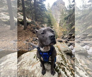 American Pit Bull Terrier-Unknown Mix Dogs for adoption in Fort Collins, CO, USA