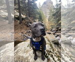 Small American Pit Bull Terrier Mix