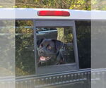 Small #2 Boxador