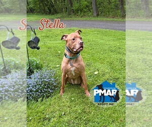 Stella - Female American Pit Bull Terrier-Unknown Mix Dog for Adoption - Photo #5