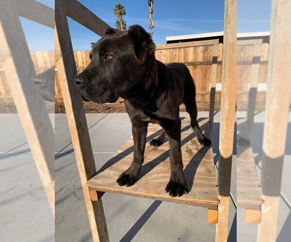 Medium Photo #2 Cane Corso Puppy For Sale in HEMET, CA, USA