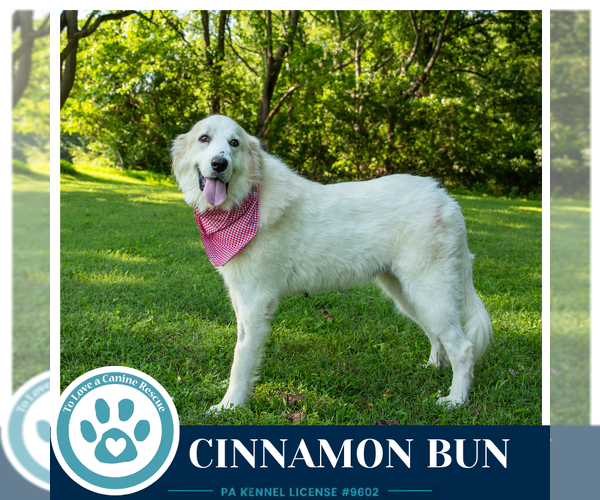 Medium Photo #7 Great Pyrenees Puppy For Sale in Kimberton, PA, USA
