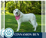 Small Photo #7 Great Pyrenees Puppy For Sale in Kimberton, PA, USA