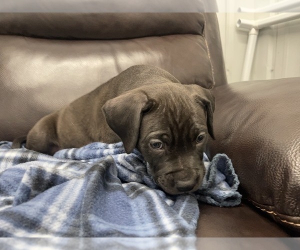 Medium Photo #43 American Bully Puppy For Sale in REESEVILLE, WI, USA