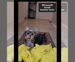 Small #2 Yorkshire Terrier