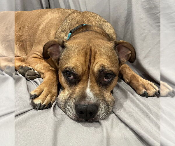 Medium Photo #5 Boxer-Unknown Mix Puppy For Sale in Boston, MA, USA