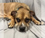 Small #4 Boxer Mix