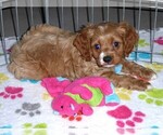 Small Photo #1 Cocker Spaniel-Poodle (Miniature) Mix Puppy For Sale in ORO VALLEY, AZ, USA