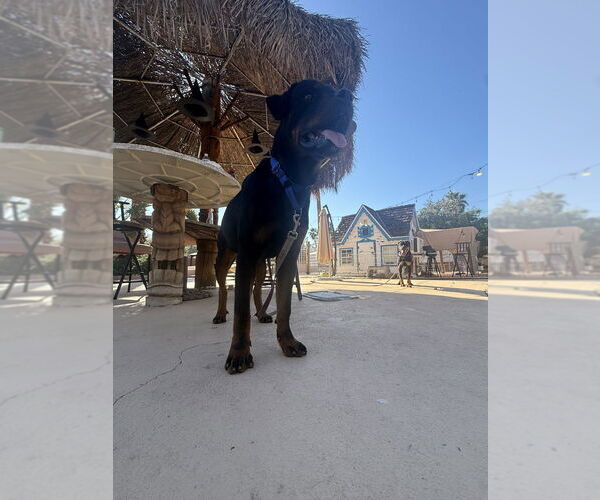 Medium Photo #4 Rottweiler Puppy For Sale in Gilbert, AZ, USA