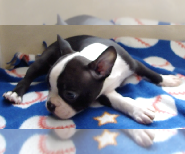 Medium Photo #4 Boston Terrier Puppy For Sale in BEND, OR, USA