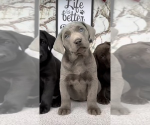 Labrador Retriever Puppy for Sale in WOODSTOCK, Illinois USA