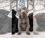 Image preview for Ad Listing. Nickname: Puppies