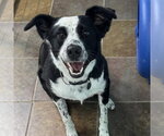 Small #4 Border Collie Mix