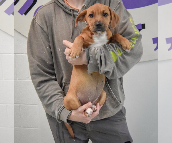 Medium Photo #4 American Staffordshire Terrier-Vizsla Mix Puppy For Sale in Huntley, IL, USA