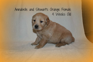 Golden Retriever Puppy for sale in DEWITT, VA, USA