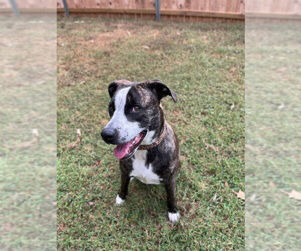 Medium Photo #29 American Staffordshire Terrier-German Shepherd Dog Mix Puppy For Sale in McDonough, GA, USA