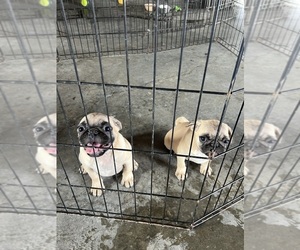 Pug Puppy for Sale in UNION, South Carolina USA