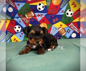 Yorkshire Terrier Puppy for sale in WINNSBORO, LA, USA