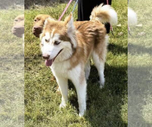 Medium Photo #4 Siberian Husky Puppy For Sale in Mt. Laurel, NJ, USA