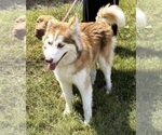 Small #3 Siberian Husky